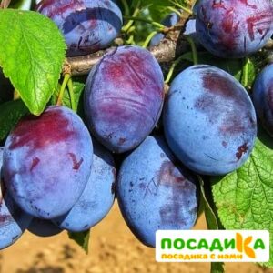 Слива Чачакская ранняя купить по цене от 229.00р. в интернет-магазине «Посадика» с доставкой почтой в в Малоархангельске и по всей России – [изображение №1].