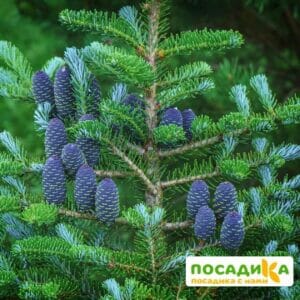 Пихта корейская (Abies koreana) купить по цене от 450.00р. в интернет-магазине «Посадика» с доставкой почтой в в Малоархангельске и по всей России – [изображение №1].