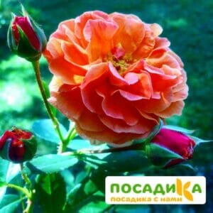 Роза Арабия купить по цене от 350.00р. в интернет-магазине «Посадика» с доставкой почтой в в Малоархангельске и по всей России – [изображение №1].