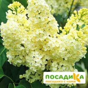 Сирень Примроуз (Primrose) купить по цене от 529.00р. в интернет-магазине «Посадика» с доставкой почтой в в Малоархангельске и по всей России – [изображение №1].