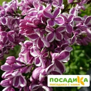 Сирень Сенсация купить по цене от 529.00р. в интернет-магазине «Посадика» с доставкой почтой в в Малоархангельске и по всей России – [изображение №1].