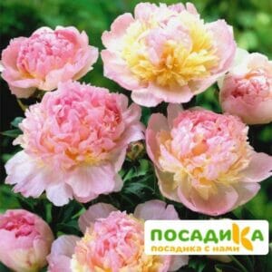 Пион Распберри Сандей (Paeonia Raspberry Sundae) купить по цене от 959р. в интернет-магазине «Посадика» с доставкой почтой в в Малоархангельске и по всей России – [изображение №1].