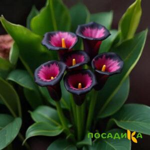 Калла Аура Лейс купить по цене от 400р. в интернет-магазине «Посадика» с доставкой почтой в в Малоархангельске и по всей России – [изображение №1].
