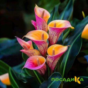 Калла Оникс купить по цене от 450р. в интернет-магазине «Посадика» с доставкой почтой в в Малоархангельске и по всей России – [изображение №1].