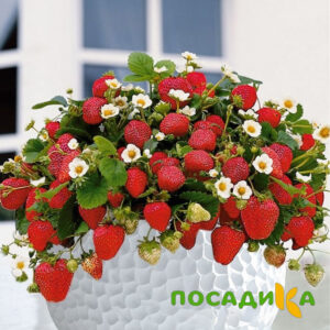 Клубника Рубиновый Шепот (горшечная) купить по цене от 240р. в интернет-магазине «Посадика» с доставкой почтой в в Малоархангельске и по всей России – [изображение №1].