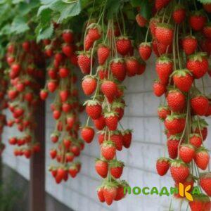 Клубника вьющаяся Комплимент купить по цене от 470р. в интернет-магазине «Посадика» с доставкой почтой в в Малоархангельске и по всей России – [изображение №1].