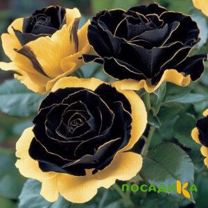 Роза Ханни Сикл купить по цене от 700р. в интернет-магазине «Посадика» с доставкой почтой в в Малоархангельске и по всей России – [изображение №1].