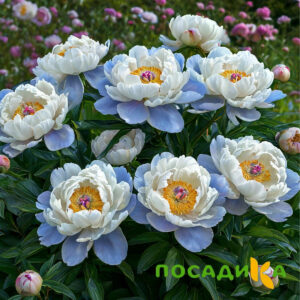 Пион акварельный Этюд купить по цене от 806р. в интернет-магазине «Посадика» с доставкой почтой в в Малоархангельске и по всей России – [изображение №1].