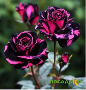 Роза Багровый Шепот купить по цене от 366р. в интернет-магазине «Посадика» с доставкой почтой в в Малоархангельске и по всей России – [изображение №1].