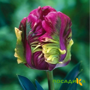 Тюльпан Экзотик Хэвен купить по цене от 186р. в интернет-магазине «Посадика» с доставкой почтой в в Малоархангельске и по всей России – [изображение №1].
